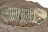Beautiful Austerops Trilobite Fossil - Jorf, Morocco #328587-1
